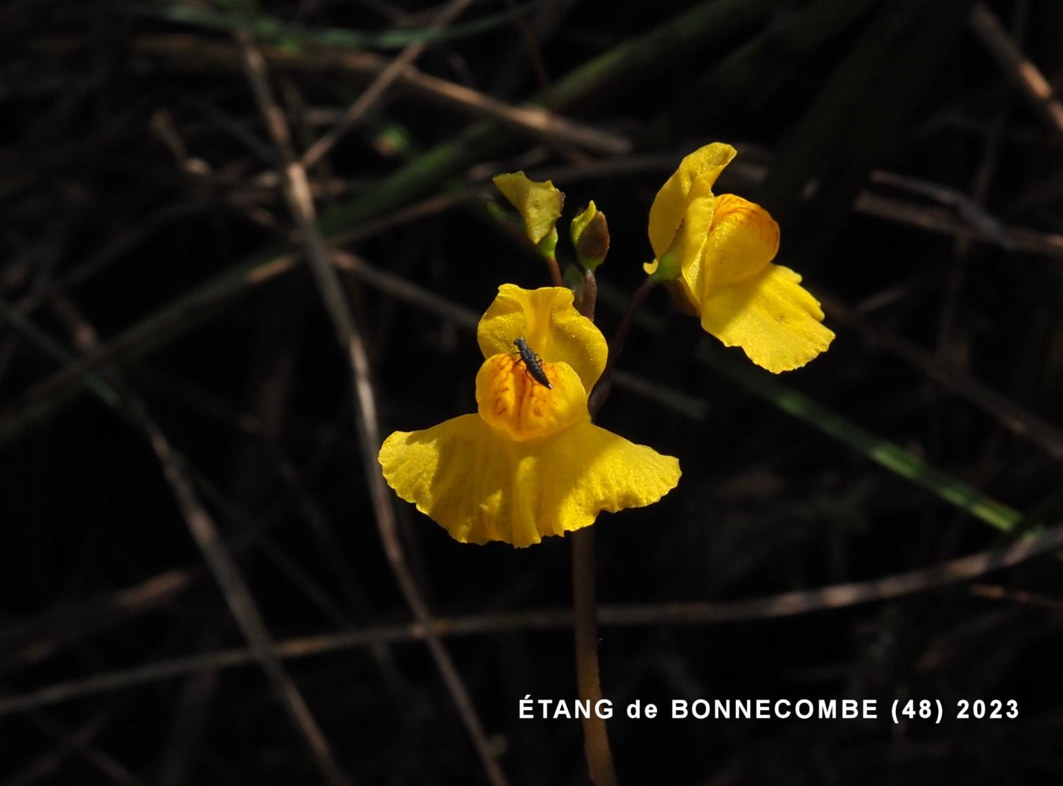 Bladderwort, Flat-flowered